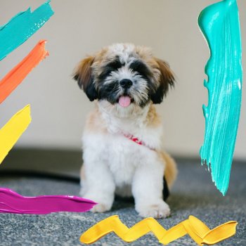 Relaxing Music for Dogs Background for Doggy Day