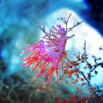 Ozelot Purple Flabellina