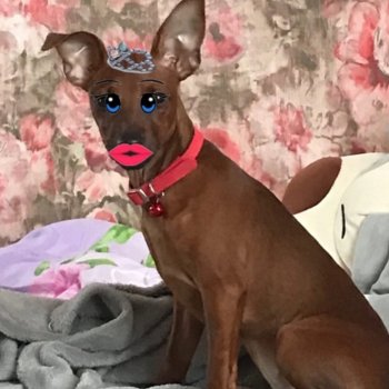 Исполнитель weakxo, альбом flaw