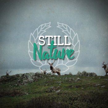 Nature Sounds Wooded Zen