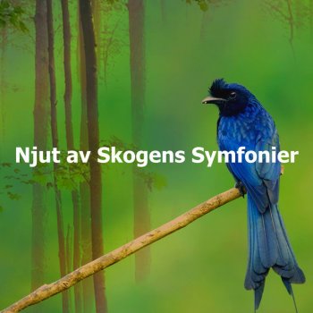 Swedish Forest Birds Springtime Time