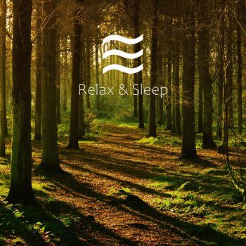 Natural Sounds of Forest Trees Sleeping Shush Forest Noises