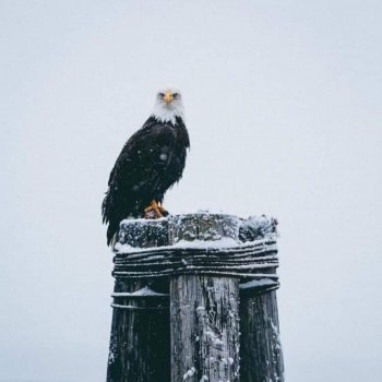 Tripp Bald Eagle