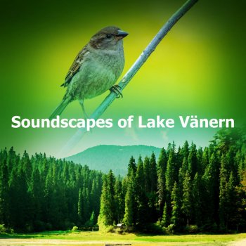 Swedish Forest Birds Night Echoes