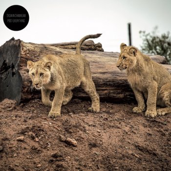 Исполнитель Sylvain Chauveau, альбом No Rest for the Wicked