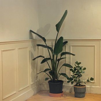 Kora Ya no quiero que me busques