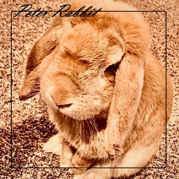 Hobbs Peter Rabbit