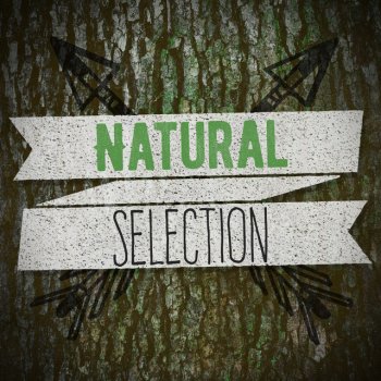 Nature Sound Collection Rural Stream Flows