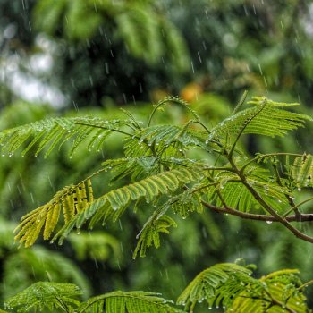 Nature Sounds Nature Music feat. Mother Nature Sound FX & Rain Recorders Soft Rain & Gentle Thunder