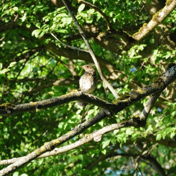 Singing Birds Soothing Birdsong