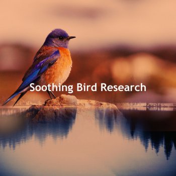 Birds 3AM Soft Hermit
