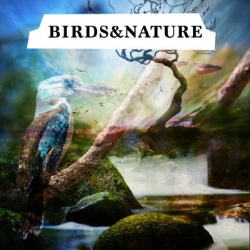 Исполнитель Bird Sounds, альбом Birds & Nature