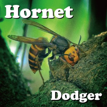 Исполнитель Dodger, альбом Hornet
