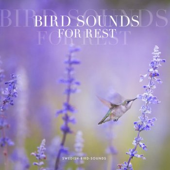 Swedish-Bird-Sounds Cheeping Bright