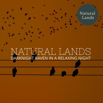 Healing Nature Shadows Quiet Music of Pond Ripples