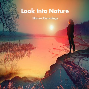Nature Recordings Dandelion Raindrop
