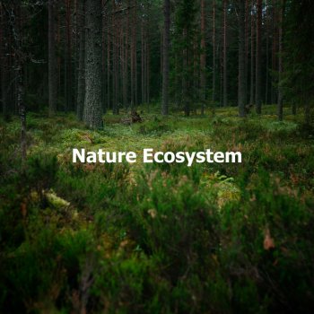 Nature Recordings Canopy Arid