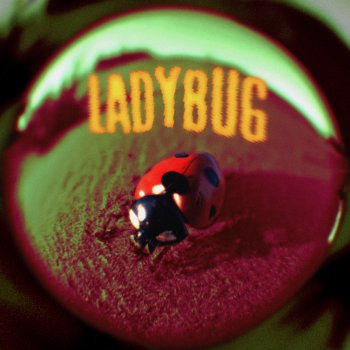 Jutes Ladybug