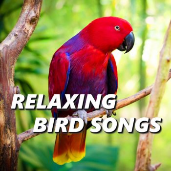 Исполнитель Bird Songs, альбом Relaxing Bird Songs