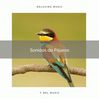 Naturaleza Sonidos Sueños Magnificas y Música de Pajaritos Salvajes para Descansar