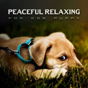 Pet Music Academy Relaxing Music (Quite Pet)