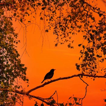 Исполнитель KCG Music, альбом Karanlığın sesi