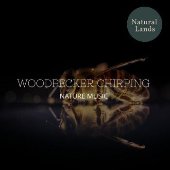 Lovely Light Nature Music Cute Tweeting