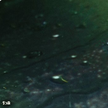 Amaral Sea