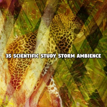 Исполнитель Rain Man Sounds, альбом 35 Scientific Study Storm Ambience