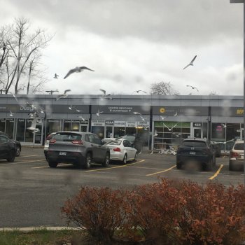 f4ngs Birds In the Sky (feat. Goony)