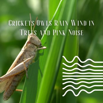 Pink Noise for Sleep Crickets Owls Rain Wind in Trees and Pink Noise, Loopable