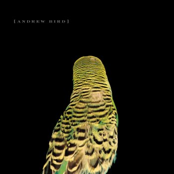 Andrew Bird Darkmatter