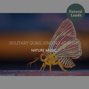 Nature Chirping Music Collection Happy Atmosphere of Dawn