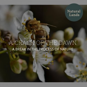 Cozy Nature Soothing Music Library Glorious Small Bird