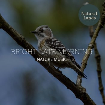 Idyllic Nature Music Gallery Watchful Owl