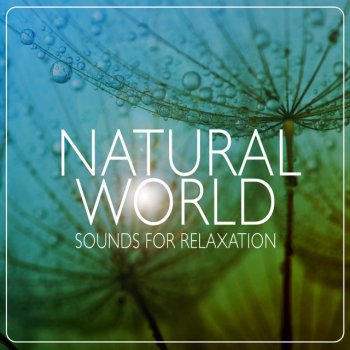 Outside Broadcast Recordings Garden Birds