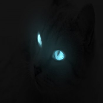 Katzen Ronronner