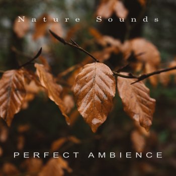 Nature Sounds, Nature, Rain & Rain Sounds Deep Sleep River