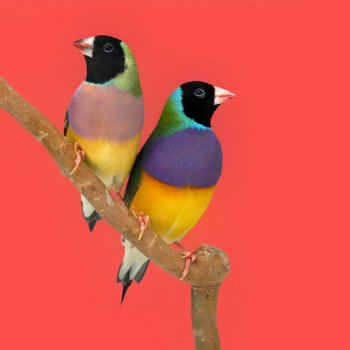 Исполнитель bitbird, альбом Thank You - Single