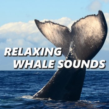 Whale Sounds Calm Whale Sounds