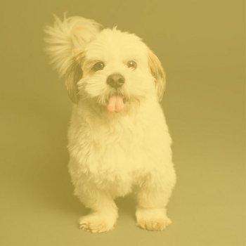 Music For Dogs Latin Guitar Soundtrack for Exciting Dog Walks