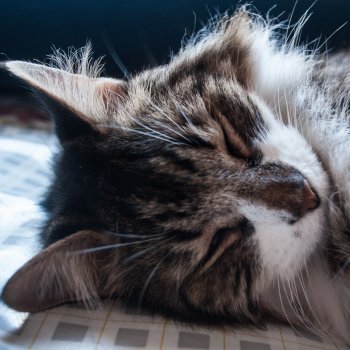 Heavenly Realms just sleep
