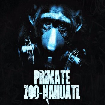 Primate Raiz