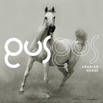 GusGus Arabian Horse