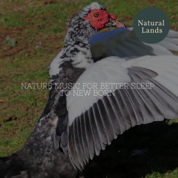 Soulful Green Nature Music Library The Big Eagle