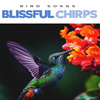 Bird Songs Items Pianist