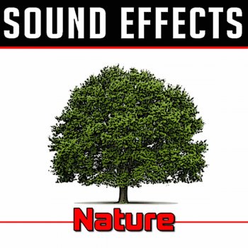 Sound Effects Wood Sounds At Night