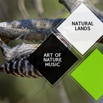 Rainy Nature Sound Club Micro Insects