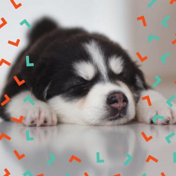 Dog Calming Music Background for Healthy Puppy