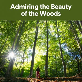 Sounds of the Forest Beauty of the Woods